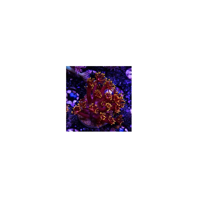 CORAL GONIOPORA HOT SUMMER PQ