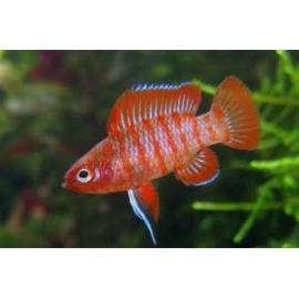 BADIS BADIS SCARLATE