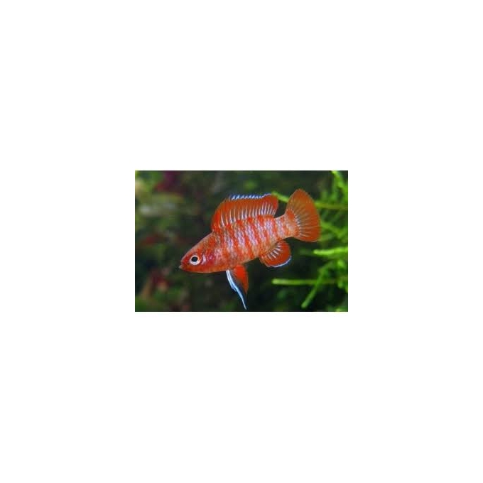 BADIS BADIS SCARLATE