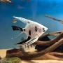 ACARA BANDEIRA DALMATA PLATINA