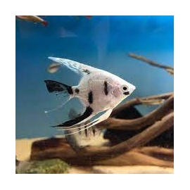 ACARA BANDEIRA DALMATA PLATINA