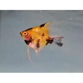 ACARA BANDEIRA RED DEVIL KOI 