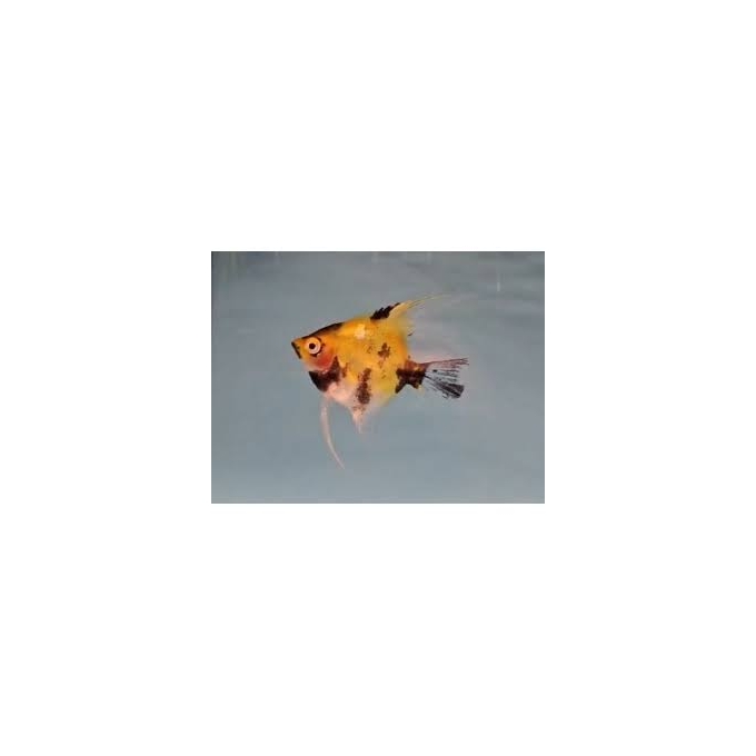 ACARA BANDEIRA RED DEVIL KOI 