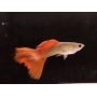 LEBISTE CEREJA CASAL
