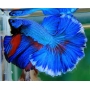BETTA ESPECIAL