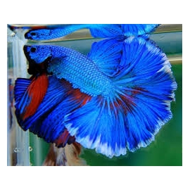 BETTA ESPECIAL