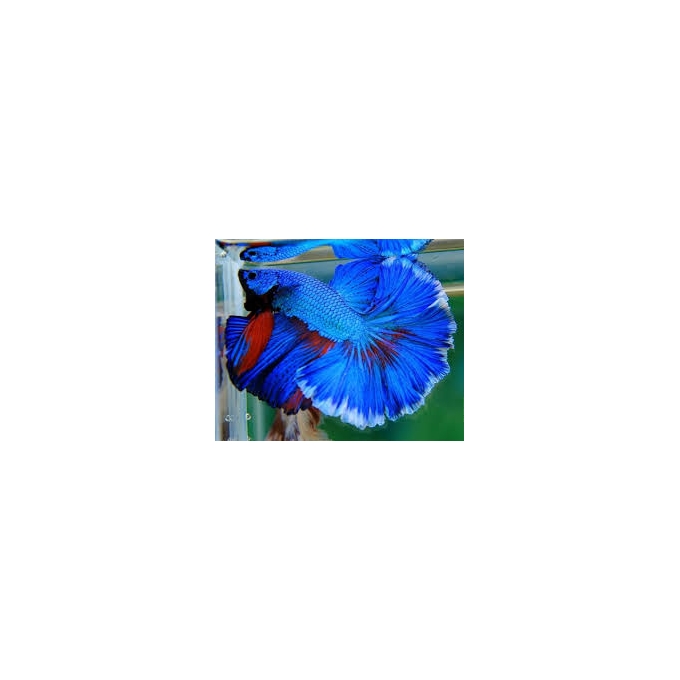 BETTA ESPECIAL
