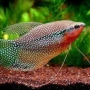 TRICHOGASTER LERI MTZ