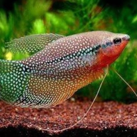 TRICHOGASTER LERI MTZ