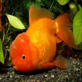 Kinguio oranda red peq