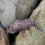 Synodontis eupterus md