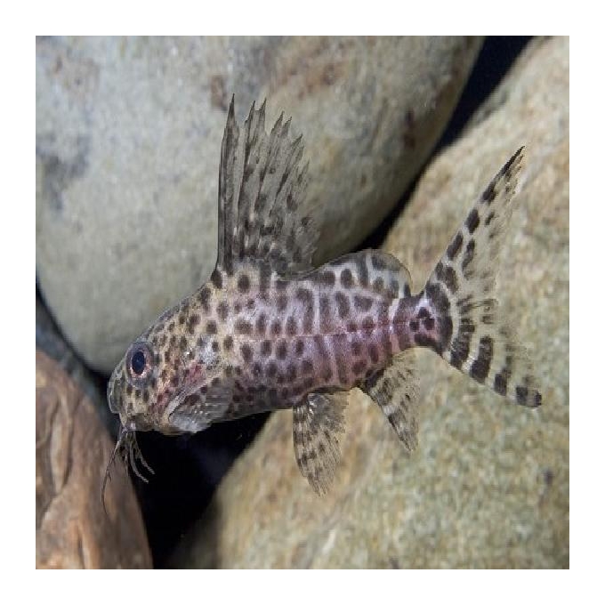 Synodontis eupterus md