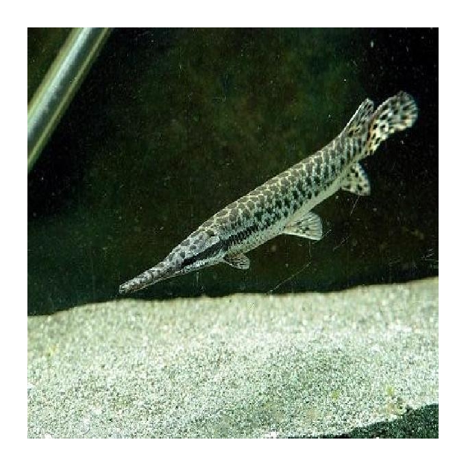 Lepisosteus Oculatus Gr 30cm
