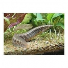 Moreia red spotted fire eel gr