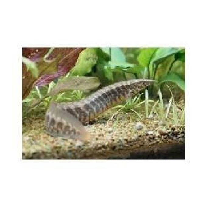 Moreia red spotted fire eel gr