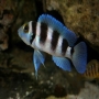 Cicl Neolamprologus Fiver Bar Md