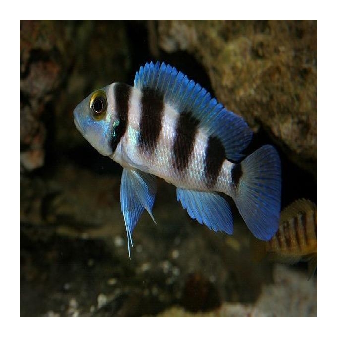 Cicl Neolamprologus Fiver Bar Md