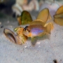 Cicl Neolamprologus Ocellatus Gold Pq