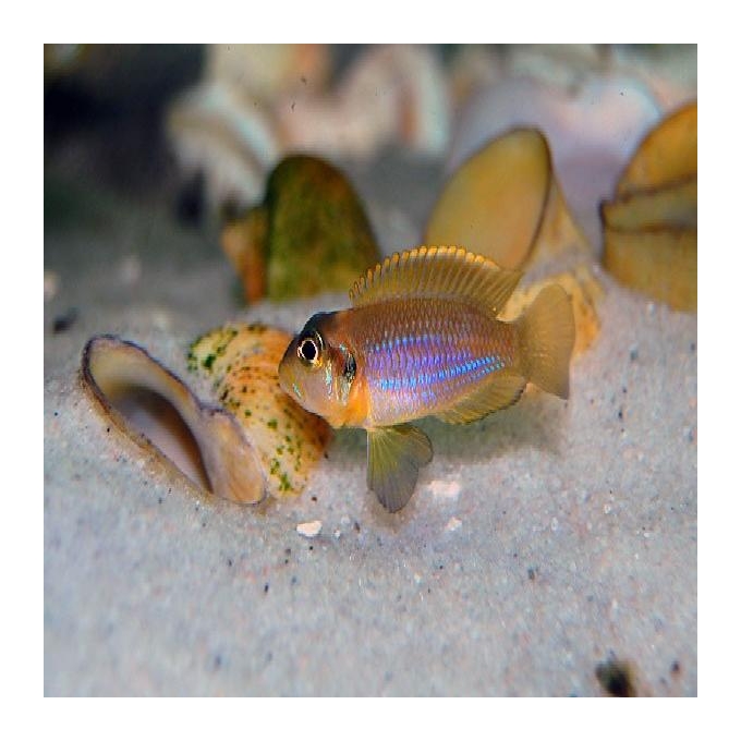 Cicl Neolamprologus Ocellatus Gold Pq