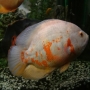 Oscar Albino Red Tigre pq