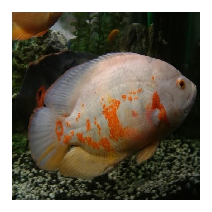 Oscar Albino Red Tigre pq