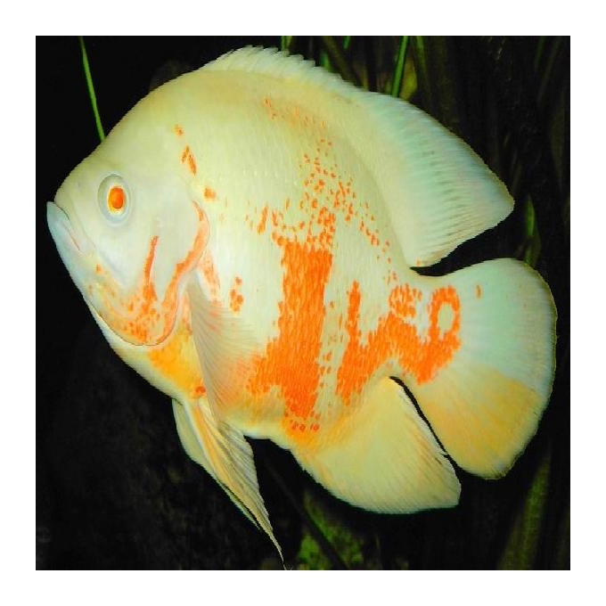 Oscar Albino Tigre PQ